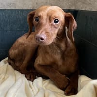 ZIGGY, chien à adopter