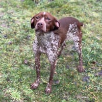 Nala CAA14658, chienne à adopter