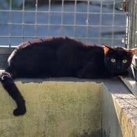 Flow, chat à adopter