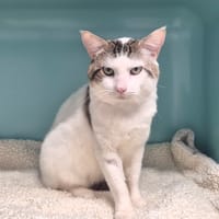 NINOU, chat à adopter