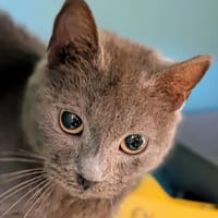 JANE att sté, chatte à adopter