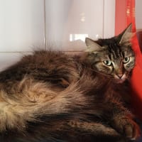 DIVA, chatte à adopter