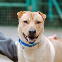 Flynn, chien à adopter