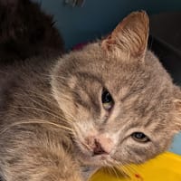 JIPCE att sté, chat à adopter