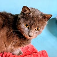 JAMOKA, chatte à adopter