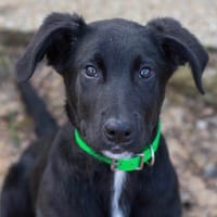 GOUDA, chien à adopter