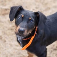 MIMOLETTE, chienne à adopter