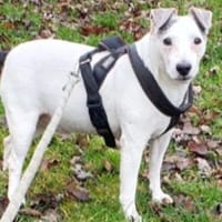 JUNIOR OAA19925, chien à adopter