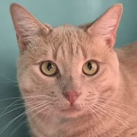 CARAMEL, chat à adopter