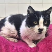 Eden, chat à adopter