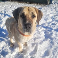 MASTOK, chien à adopter