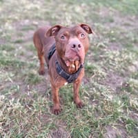 TAYRON VAA, chien à adopter