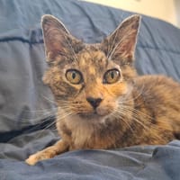 Croquette, chatte à adopter