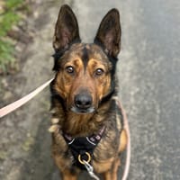 BROOKE, chien à adopter