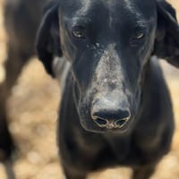 BRACA, chienne à adopter