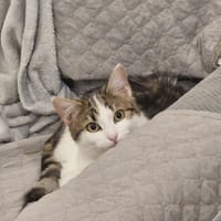 Krypto, chat à adopter