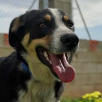 CARLOS (Maria), chien à adopter
