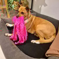 LUCY, chienne à adopter