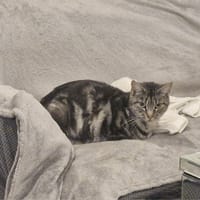 Sedna, chatte à adopter