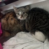 aky, chat à adopter