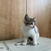 pretty, chatte à adopter
