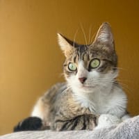 noelle, chatte à adopter