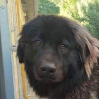 SANSON (Maria), chien à adopter