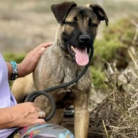 HADDIX (Maria), chien à adopter