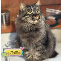 PINA, gatto femmina da adottare