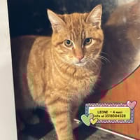 LEONE, gatto da adottare