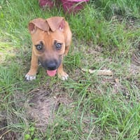 NUSTY le bout de chou, chien à adopter