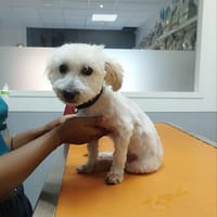 Saga, je suis douce et joyeuse, chienne à adopter
