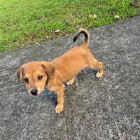 Loki, spécialité : bisous, chien à adopter