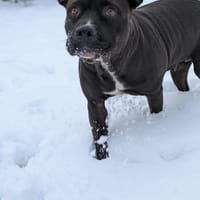 Paty,la douce créole, chienne à adopter