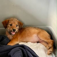 Youpi, bébé polisson, chien à adopter