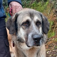 RINGO, perro en adopción