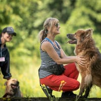 Kaito, pies do adopcji