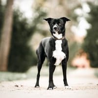 Timo sucht seine Menschen, Hund zur Adoption