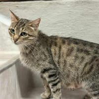 Tigermädchen Flia sucht ihre Familie, Katze zur Adoption