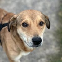 Finn sucht Dich, Hund zur Adoption