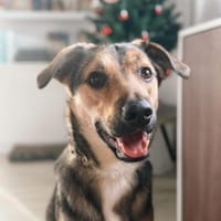 🐾 Kenzo sucht seine Menschen 🐾, Hund zur Adoption