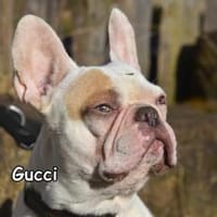 GUCCI, Hund zur Adoption