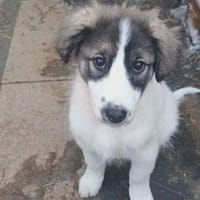 7 auf einen Streich, Hund zur Adoption