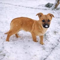 Charline - möchte dein Leben versüßen 🍀, Hündin zur Adoption