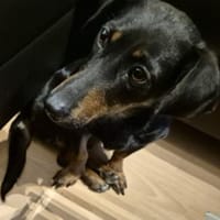 Candy° in 41472 Neuss, Hündin zur Adoption