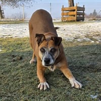 Wo sind nur meine Menschen ?, Hündin zur Adoption