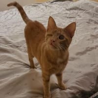 Zutraulicher Sully sucht sein Zuhause, Kater zur Adoption