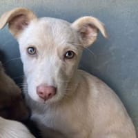 Francky Stanley, geb. 08/25, 81929 Münch, Hund zur Adoption