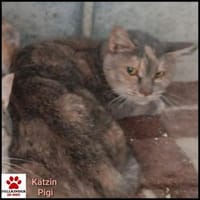 Schüchterne Pigi - sehr dringend!, Katze zur Adoption
