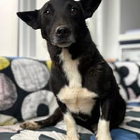 Toto - wunderschöner Begleiter für Immer, Hund zur Adoption